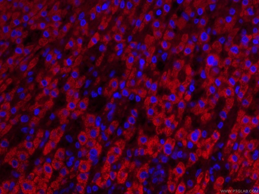 [CL594-66032-100UL] CoraLite®594-conjugated IVD Monoclonal antibody