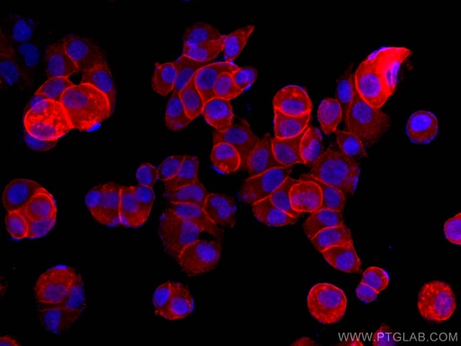 [CL594-66035-100UL] CoraLite®594-conjugated Annexin A2 Monoclonal antibody