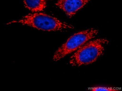 [CL594-66041-100UL] CoraLite®594-conjugated HSP60 Monoclonal antibody