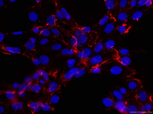 [CL594-66042-100UL] CoraLite®594-conjugated Fibronectin Monoclonal antibody