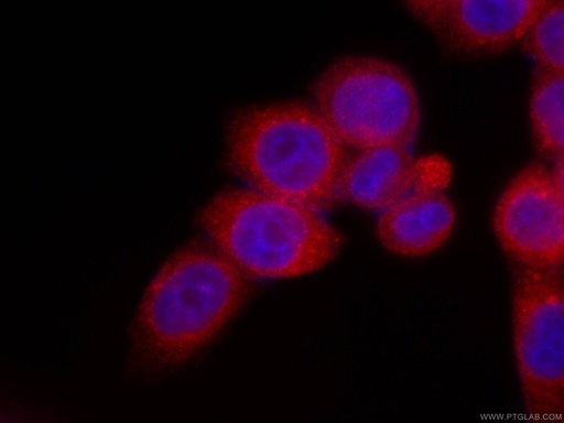 [CL594-66044-100UL] CoraLite®594-conjugated LPCAT1 Monoclonal antibody