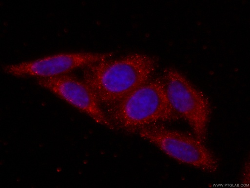[CL594-66046-100UL] CoraLite®594-conjugated RPS3 Monoclonal antibody