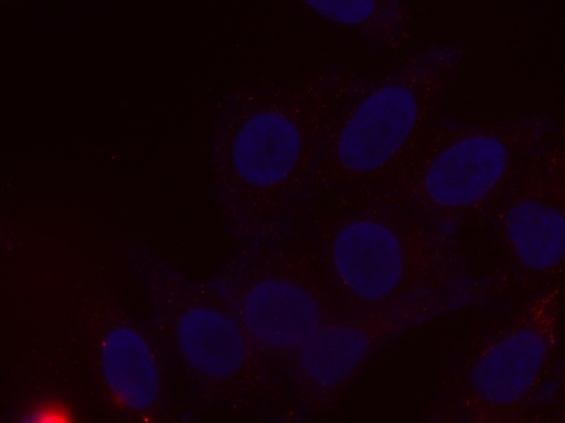 [CL594-66051-100UL] CoraLite®594-conjugated Albumin Monoclonal antibody