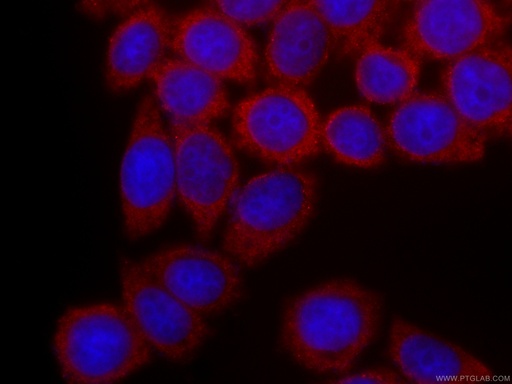 [CL594-66055-100UL] CoraLite®594-conjugated PA2G4 Monoclonal antibody