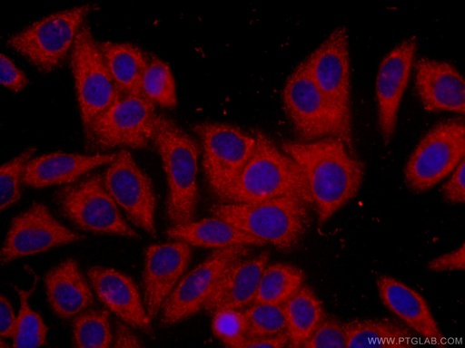 [CL594-66061-100UL] CoraLite®594-conjugated 14-3-3 Monoclonal antibody