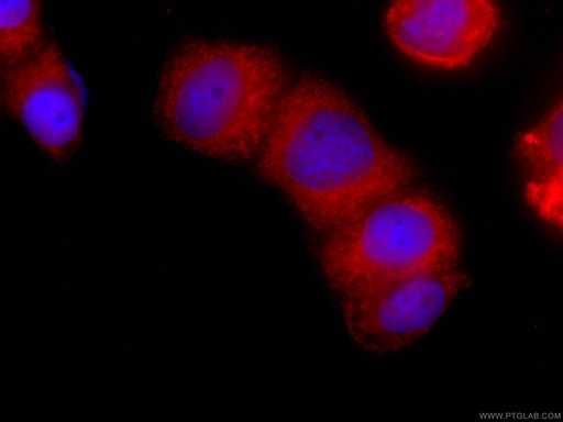 [CL594-66071-100UL] CoraLite®594-conjugated EPLIN Monoclonal antibody