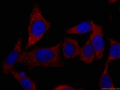 [CL594-66077-100UL] CoraLite®594-conjugated TELO2 Monoclonal antibody
