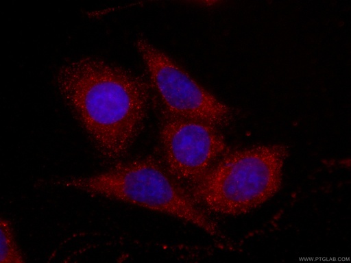 [CL594-66094-100UL] CoraLite®594-conjugated Fetuin-A Monoclonal antibody