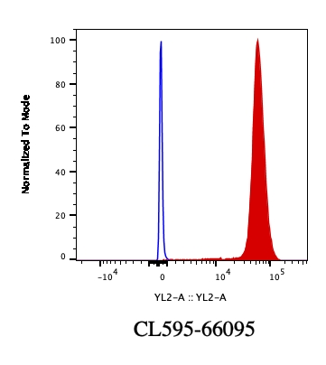 [CL594-66095-100UL] CoraLite®594-conjugated Lamin B1 Monoclonal antibody