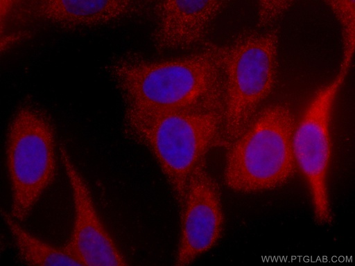 [CL594-66097-100UL] CoraLite®594-conjugated ORM1/2 Monoclonal antibody