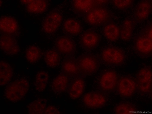[CL594-66114-100UL] CoraLite®594-conjugated TFIP11 Monoclonal antibody