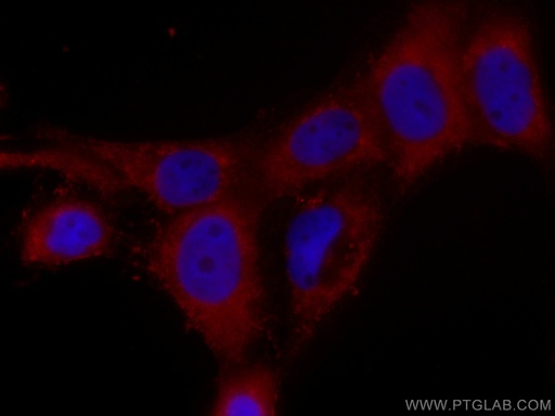 [CL594-66115-100UL] CoraLite®594-conjugated CSK Monoclonal antibody
