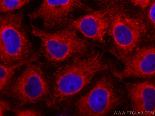 [CL594-66140-100UL] CoraLite®594-conjugated C9orf72 Monoclonal antibody