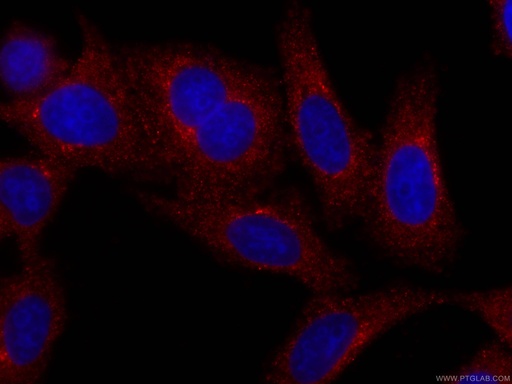 [CL594-66157-100UL] CoraLite®594-conjugated C3/C3b/C3c Monoclonal antibody