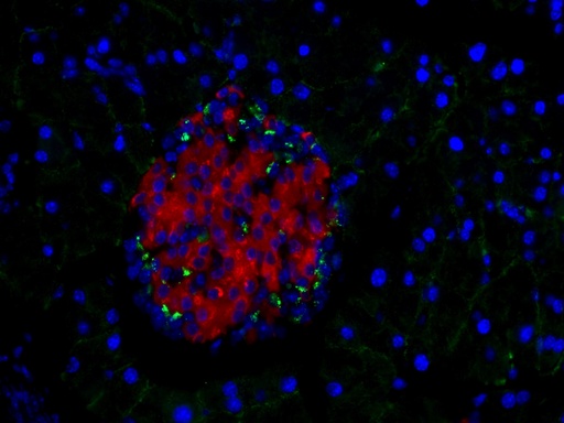 [CL594-66198-100UL] CoraLite®594-conjugated INS Monoclonal antibody