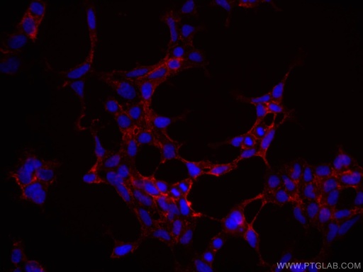 [CL594-66203-100UL] CoraLite®594-conjugated SERPINE2 Monoclonal antibody