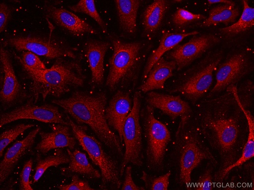 [CL594-66215-100UL] CoraLite®594-conjugated APOD Monoclonal antibody