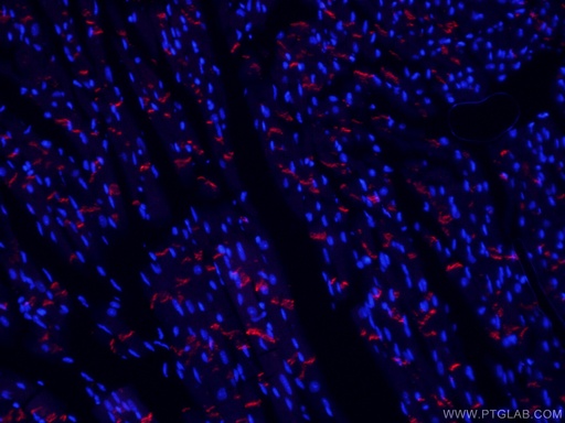 [CL594-66219-100UL] CoraLite®594-conjugated N-cadherin Monoclonal antibody