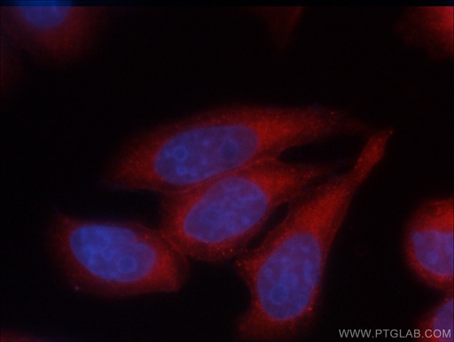 [CL594-66245-100UL] CoraLite®594-conjugated Annexin V Monoclonal antibody