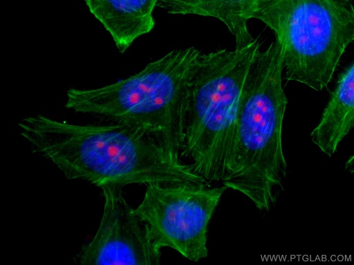 [CL594-66247-100UL] CoraLite®594-conjugated IMP3 Monoclonal antibody