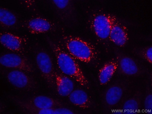 [CL594-66260-100UL] CoraLite®594-conjugated Alpha 1B-Glycoprotein Monoclonal antibody