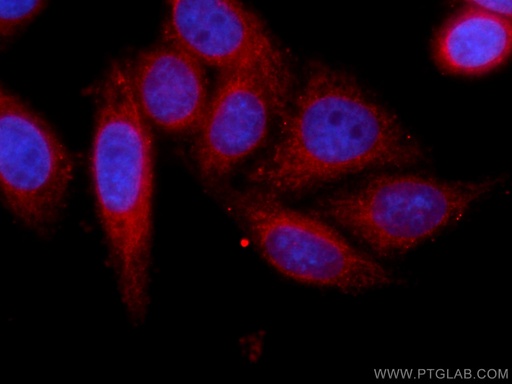 [CL594-66264-100UL] CoraLite®594-conjugated Cytochrome c Monoclonal antibody