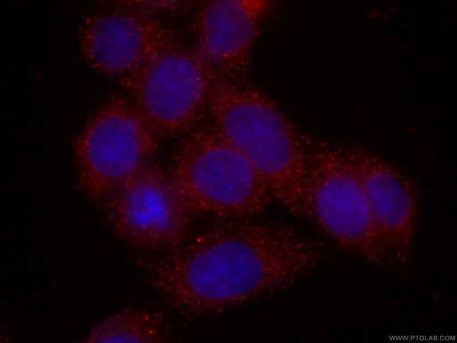 [CL594-66277-100UL] CoraLite®594-conjugated CAPG Monoclonal antibody