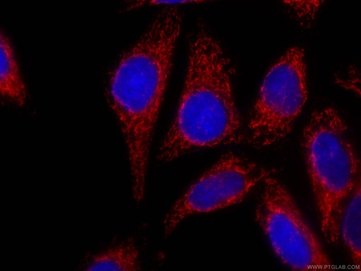 [CL594-66285-100UL] CoraLite®594-conjugated OGDH Monoclonal antibody