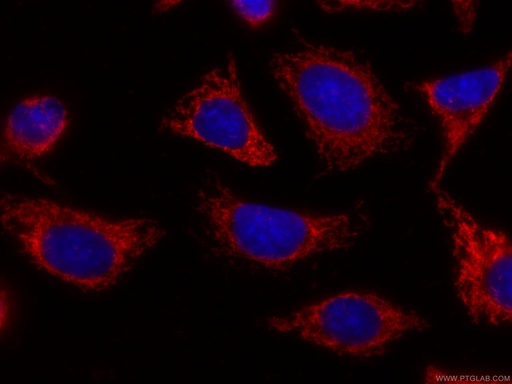 [CL594-66302-100UL] CoraLite®594-conjugated CHCHD2 Monoclonal antibody