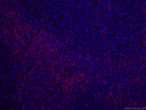 [CL594-66308-100UL] CoraLite®594-conjugated CD27 Monoclonal antibody