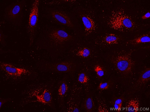 [CL594-66310-100UL] CoraLite®594-conjugated TRAF3 Monoclonal antibody