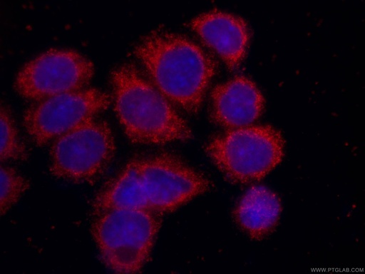 [CL594-66329-100UL] CoraLite®594-conjugated SRD5A1 Monoclonal antibody