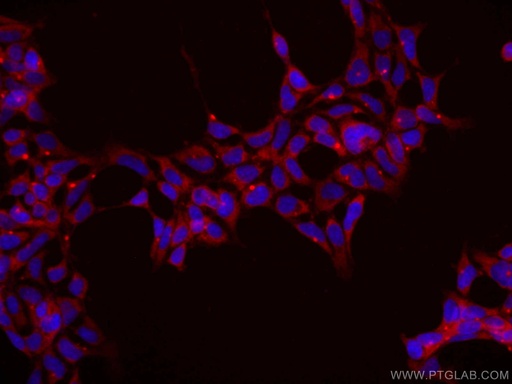 [CL594-66346-100UL] CoraLite®594-conjugated ASNA1 Monoclonal antibody
