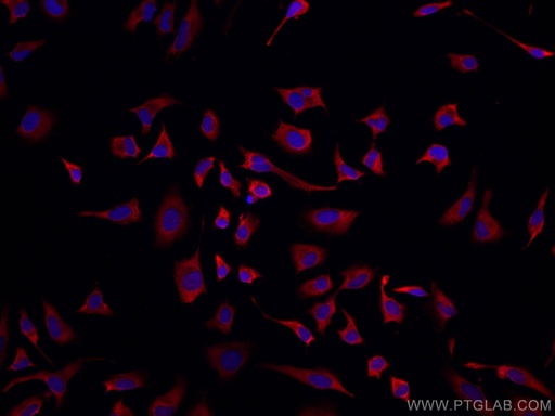 [CL594-66352-100UL] CoraLite®594-conjugated CAPRIN1 Monoclonal antibody