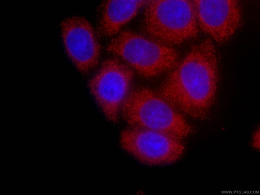 [CL594-66387-100UL] CoraLite®594-conjugated GSDMD Monoclonal antibody