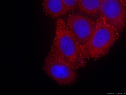 [CL594-66421-100UL] CoraLite®594-conjugated PKC Alpha Monoclonal antibody