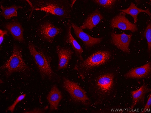[CL594-66425-100UL] CoraLite®594-conjugated LDHB Monoclonal antibody