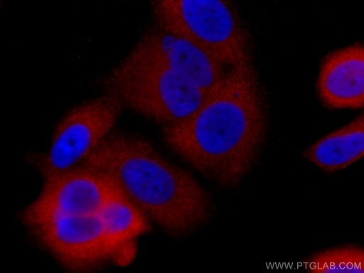 [CL594-66434-100UL] CoraLite®594-conjugated GDI1 Monoclonal antibody