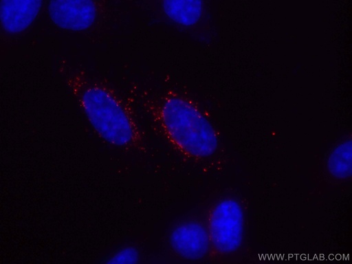 [CL594-66458-100UL] CoraLite®594-conjugated GABARAPL1 Monoclonal antibody