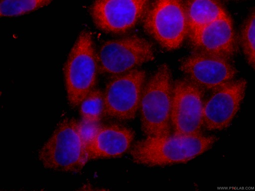 [CL594-66465-100UL] CoraLite®594-conjugated SLP76 Monoclonal antibody
