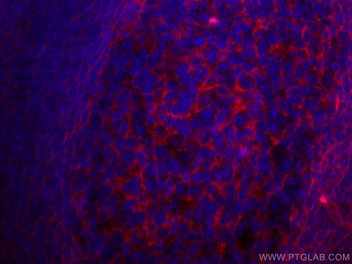 [CL594-66481-100UL] CoraLite®594-conjugated B7-H3 Monoclonal antibody