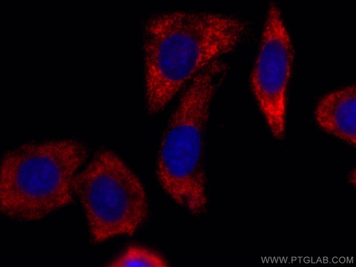 [CL594-66486-100UL] CoraLite®594-conjugated G3BP1 Monoclonal antibody