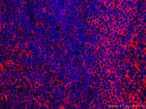 [CL594-66530-100UL] CoraLite®594-conjugated HLA-E Monoclonal antibody