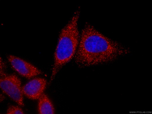[CL594-66535-100UL] CoraLite®594-conjugated NF-κB p65 Monoclonal antibody