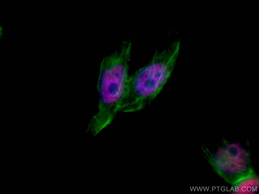 [CL594-66549-100UL] CoraLite®594-conjugated HuR Monoclonal antibody