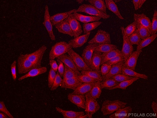 [CL594-66563-100UL] CoraLite®594-conjugated ATF6 Monoclonal antibody