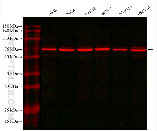 [CL594-66574-100UL] CoraLite®594-conjugated GRP78/BIP Monoclonal antibody