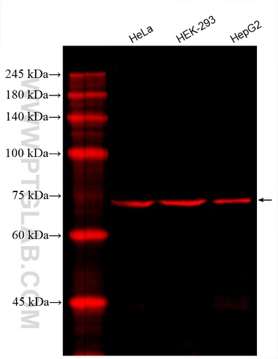 [CL594-66577-100UL] CoraLite®594-conjugated SLC9A9 Monoclonal antibody