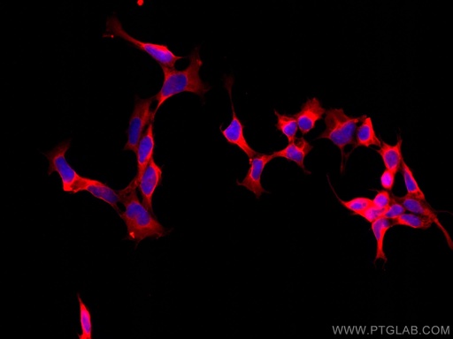 [CL594-66589-100UL] CoraLite®®594-conjugated PHD2/EGLN1 Monoclonal antibody