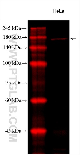 [CL594-66633-100UL] CoraLite®594-conjugated ROCK2 Monoclonal antibody